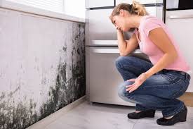 Why You Should Choose Our Mold Remediation Services in East Hampton North, NY